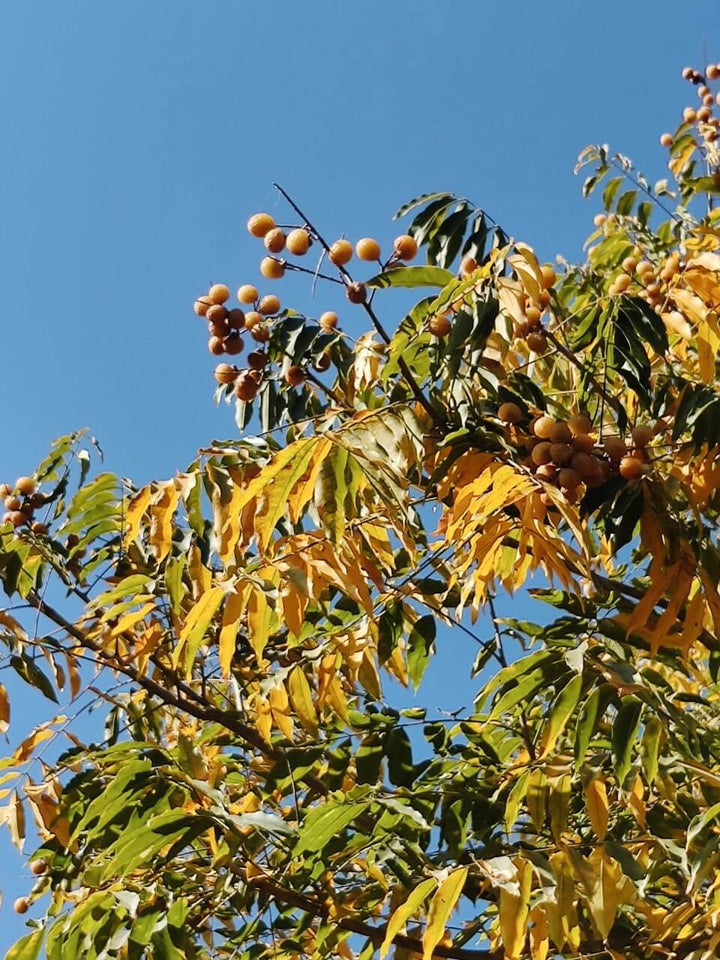 Sapindus mukorossi træ kaldet sæbetræ med sæbebær frugter på træet