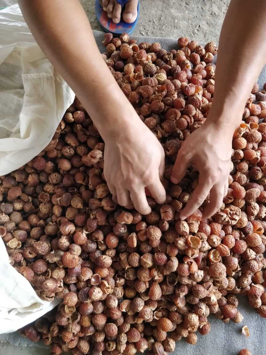 Er der forskel på sæbebær? Ja der er stor forskel på kvaliteten, som vi viser her i videoen