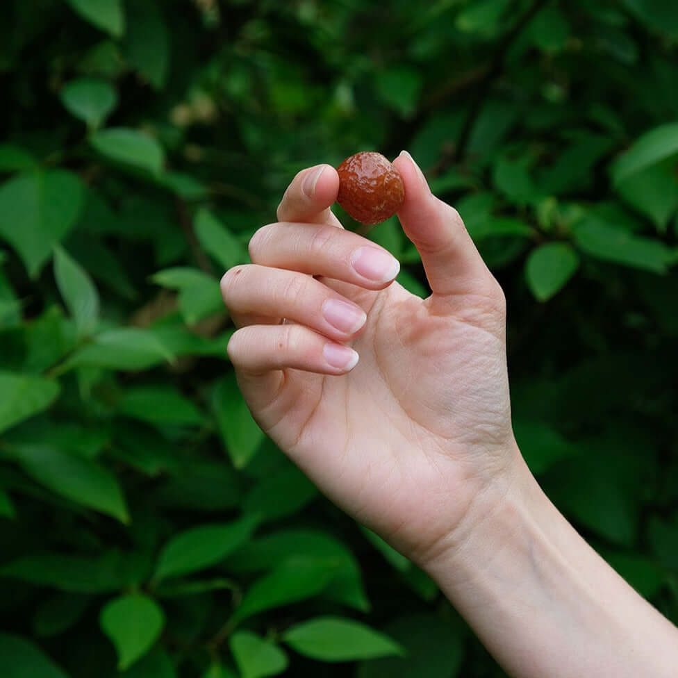 Et care by nature sæbebær holdt imellem tommelfinger og pegefinger på hånd foran grøn naturbaggrund 